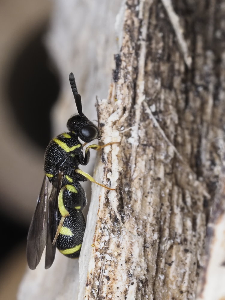 Leucospidae: maschio di Leucospis dorsigera.