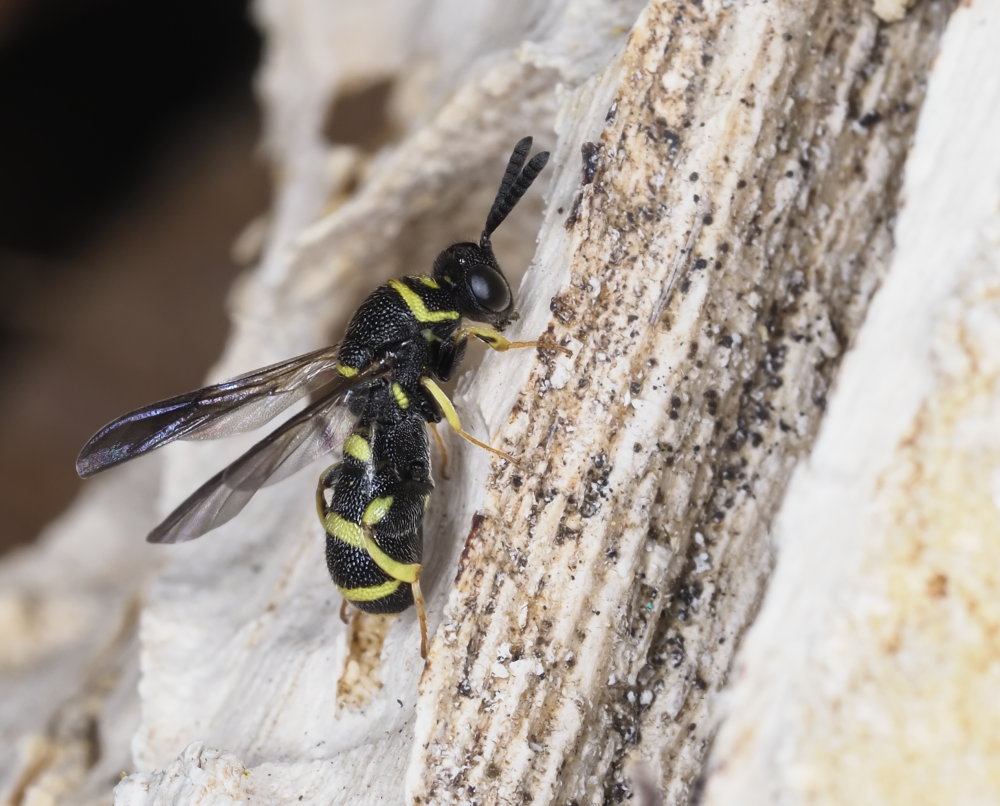 Leucospidae: maschio di Leucospis dorsigera.