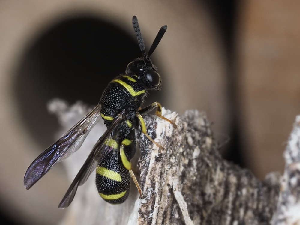 Leucospidae: maschio di Leucospis dorsigera.