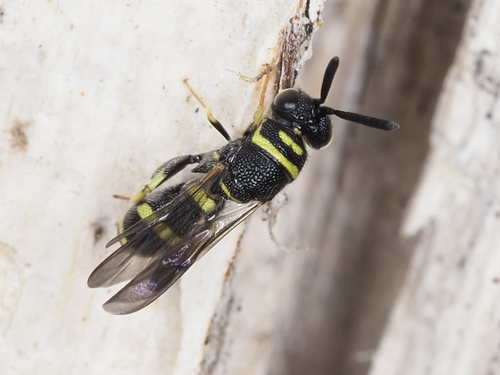 Leucospidae: maschio di Leucospis dorsigera.