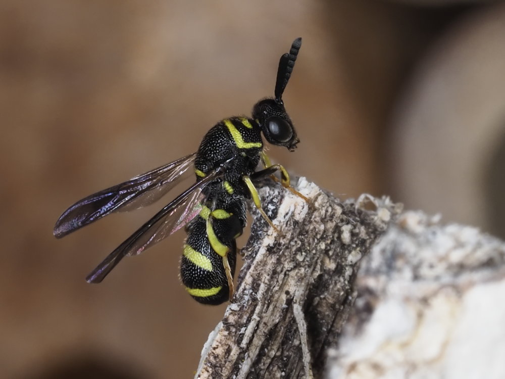 Leucospidae: maschio di Leucospis dorsigera.