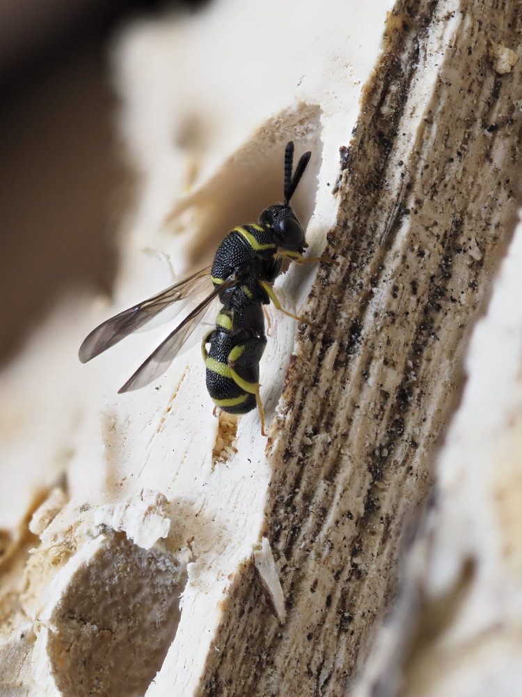 Leucospidae: maschio di Leucospis dorsigera.