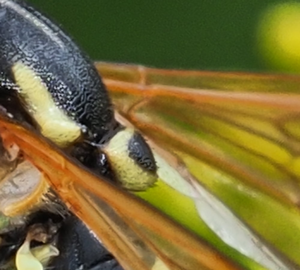 Chrysotoxum festivum? No,  Chrysotoxum gracile, femmina