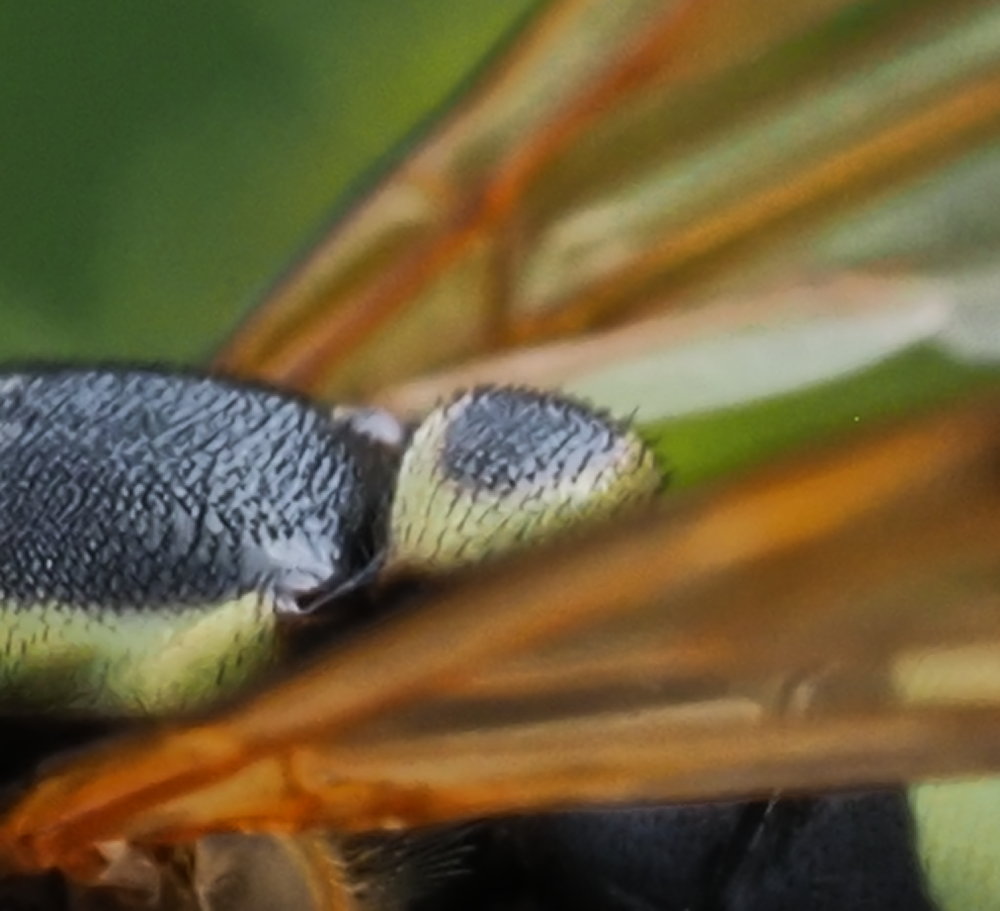 Chrysotoxum festivum? No,  Chrysotoxum gracile, femmina