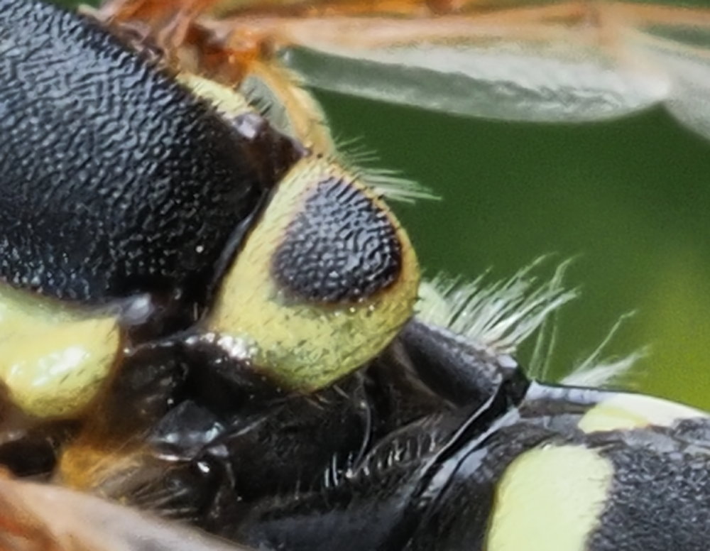 Chrysotoxum festivum? No,  Chrysotoxum gracile, femmina