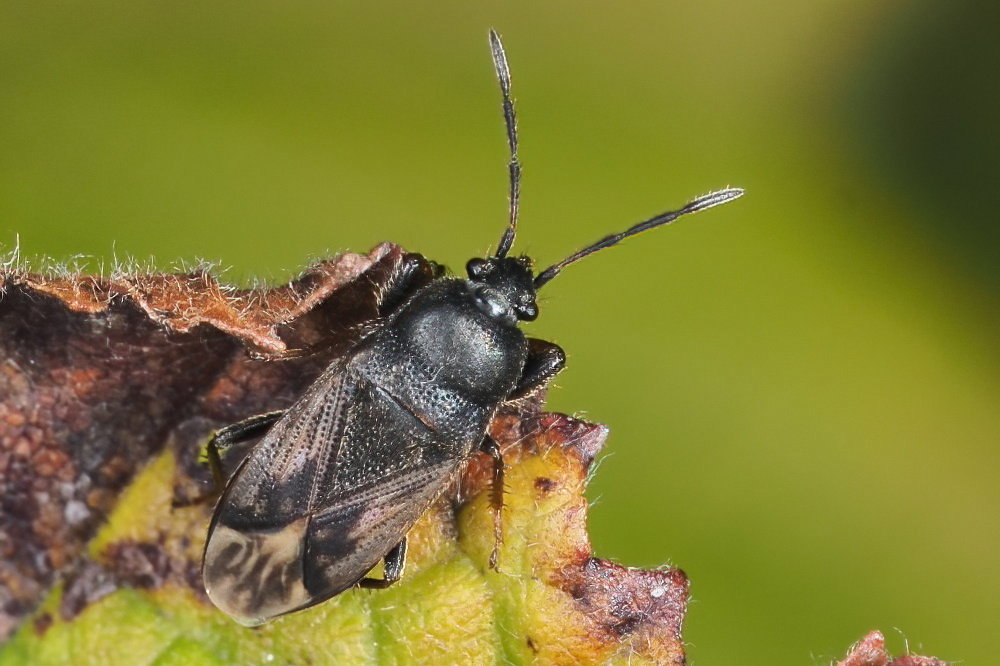 Lygaeidae: Megalonotus sabulicola?  S