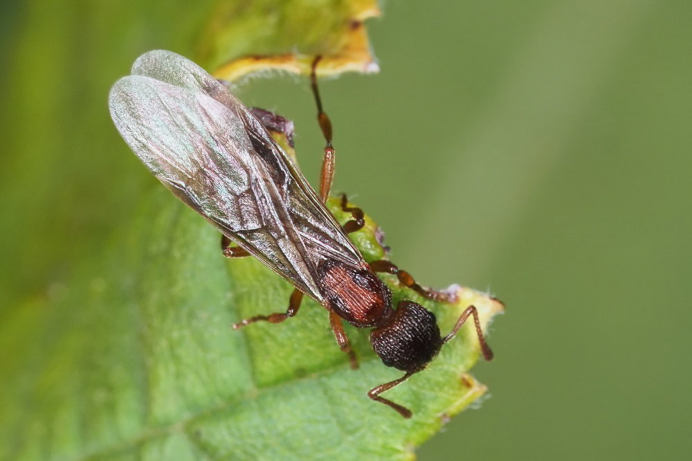 Formicidae da identificare