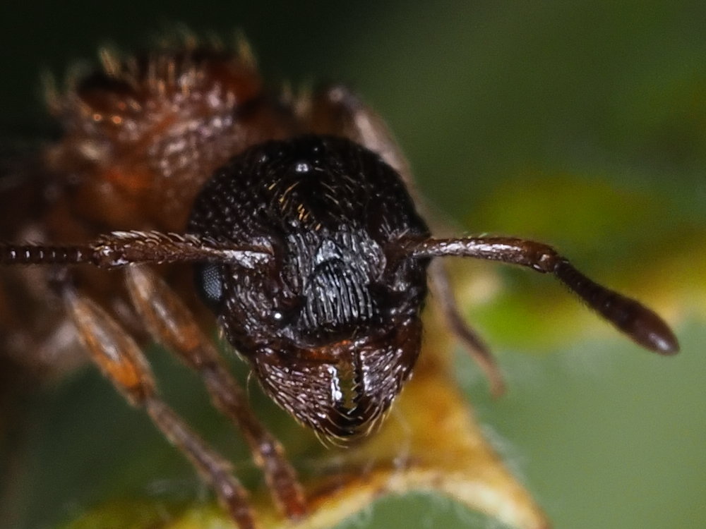 Formicidae da identificare