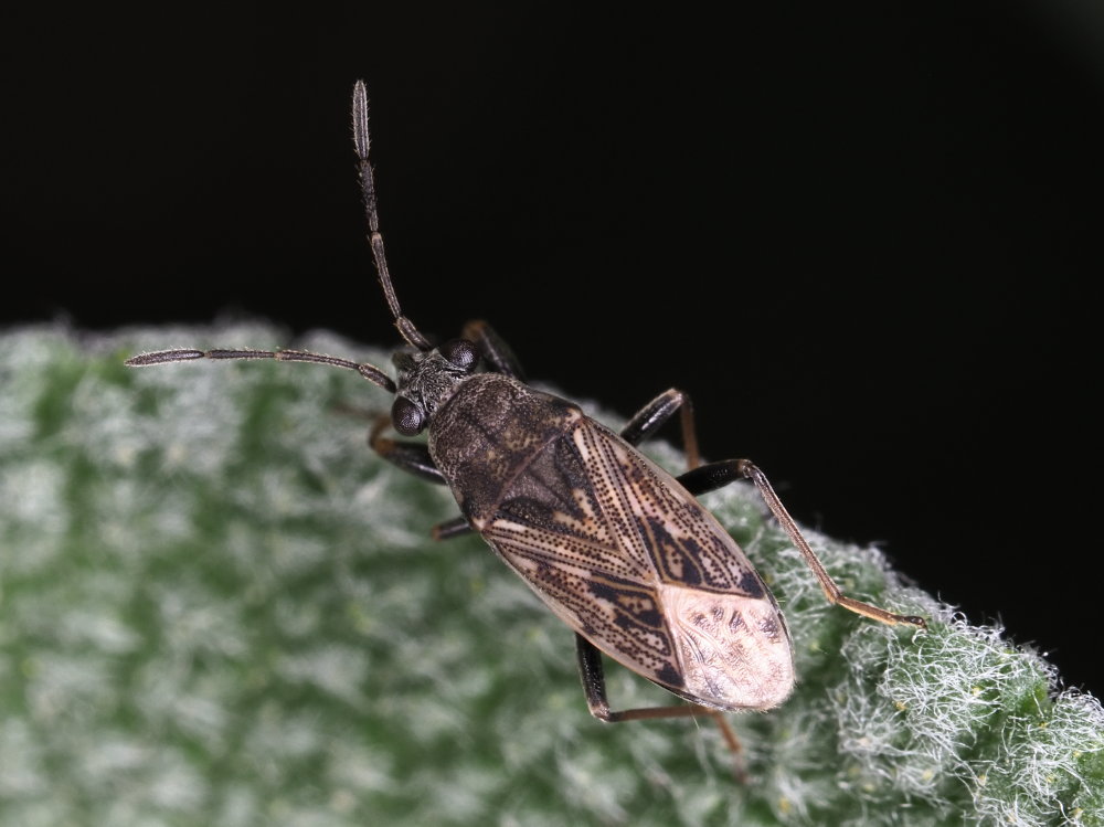 Lygaeidae: Peritrechus cfr. geniculatus