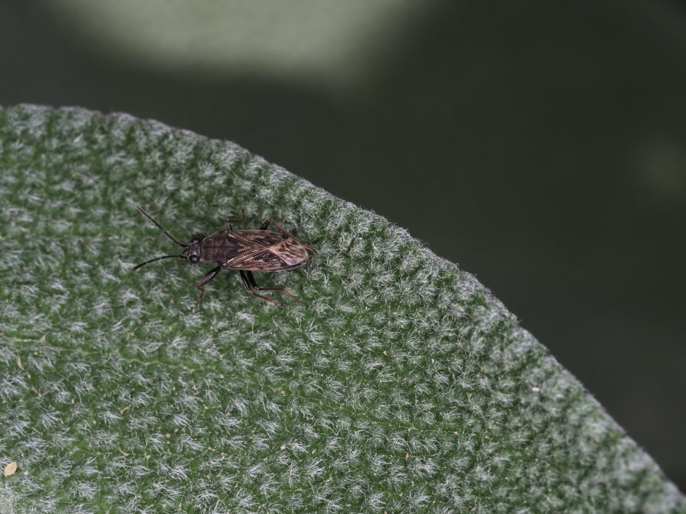 Lygaeidae: Peritrechus cfr. geniculatus