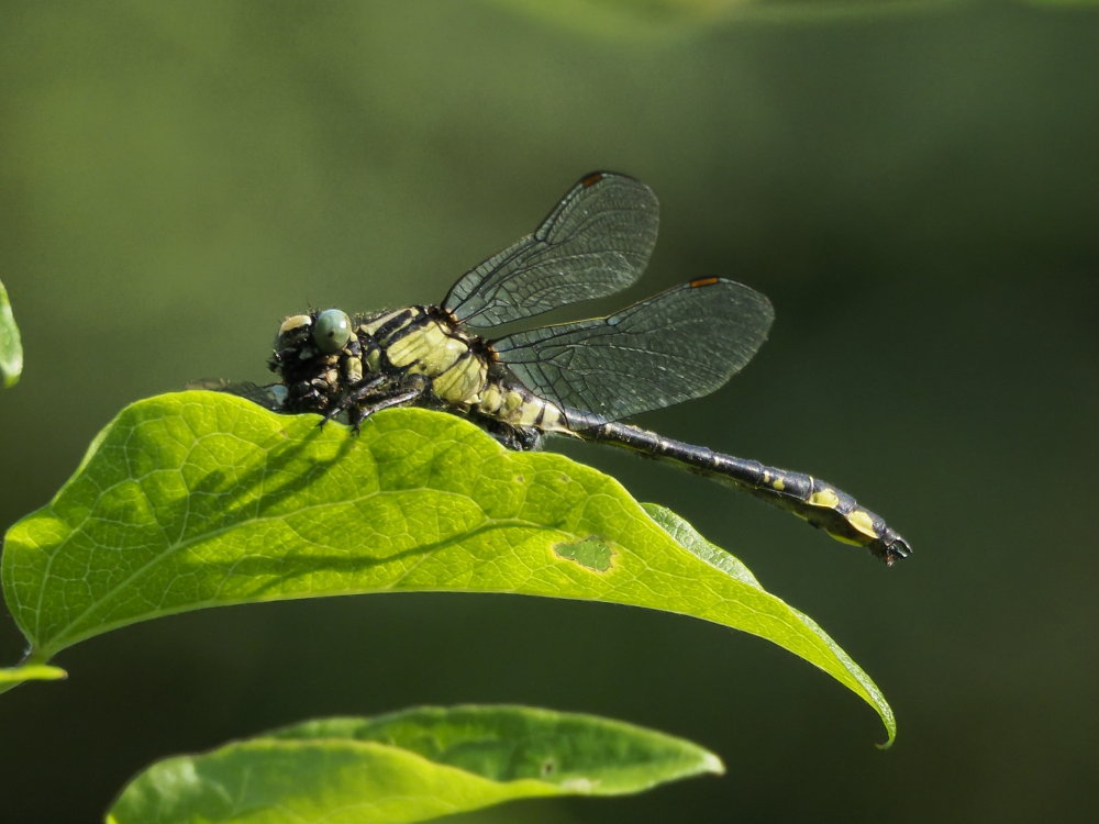 Gomphus vulgatissimus? s!