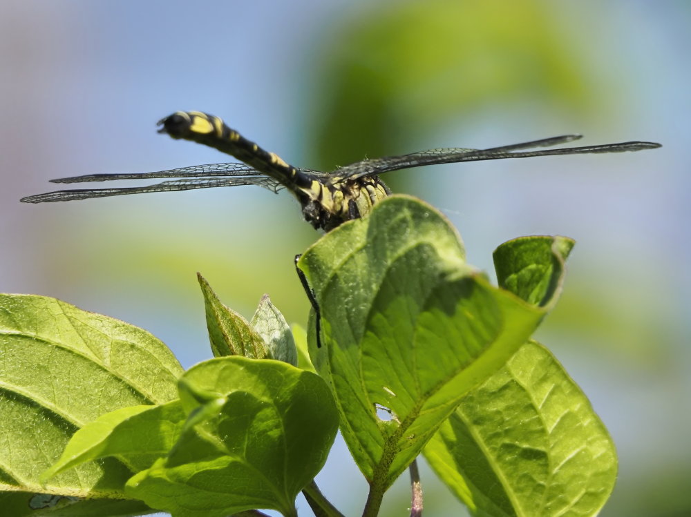 Gomphus vulgatissimus? s!