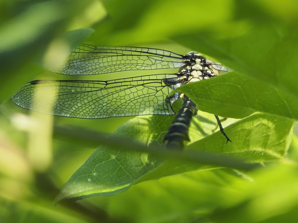 Gomphus vulgatissimus? s!