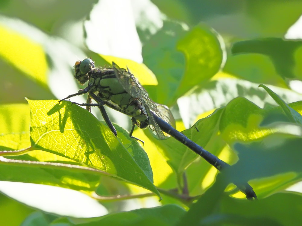 Gomphus vulgatissimus? s!