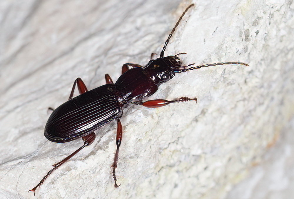 Carabidae: Pterostichus macer? S, maschio