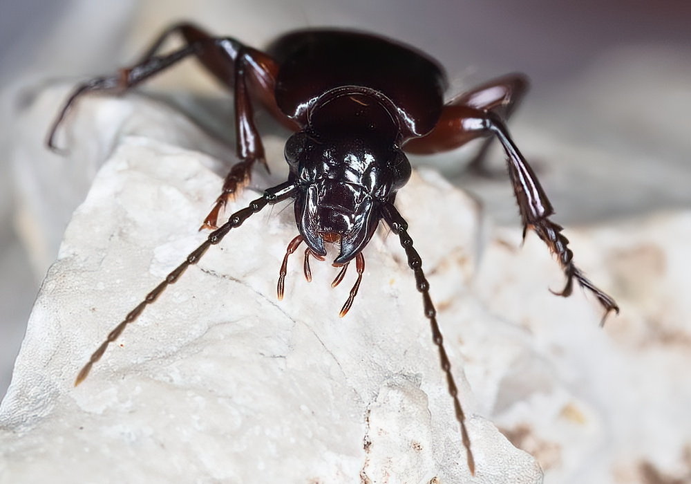 Carabidae: Pterostichus macer? S, maschio