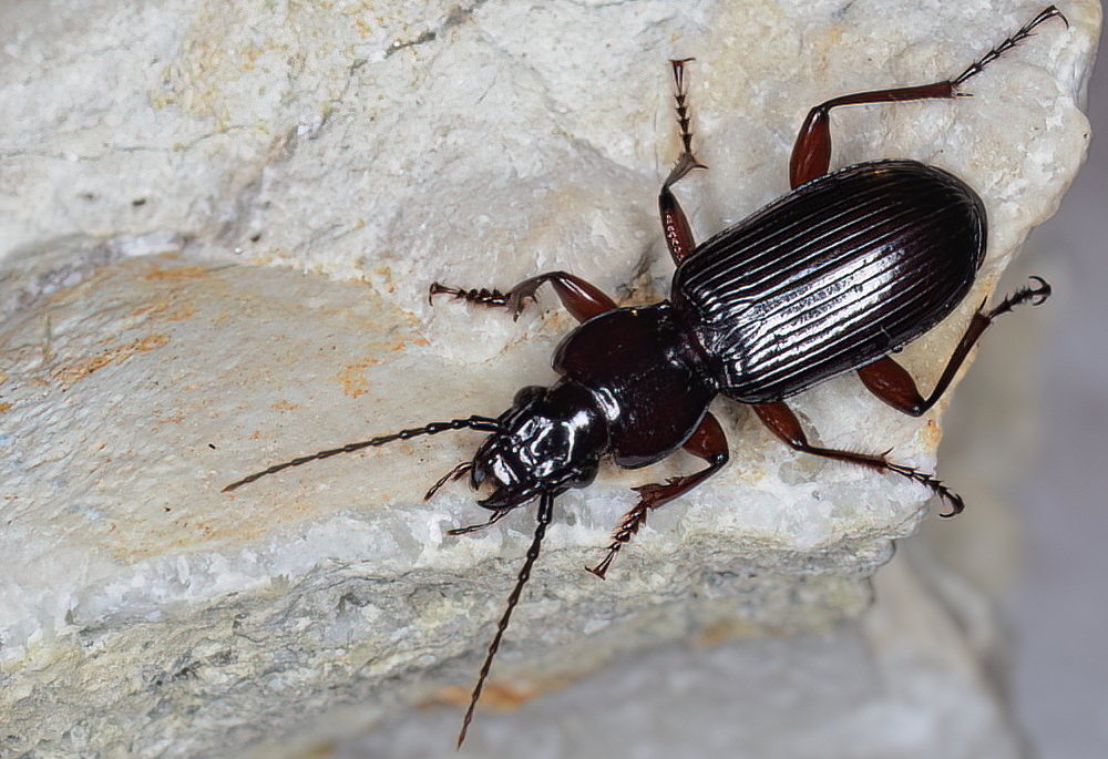 Carabidae: Pterostichus macer? S, maschio