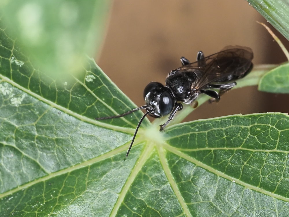 Crabronidae? S, femmina di Tachysphex sp.