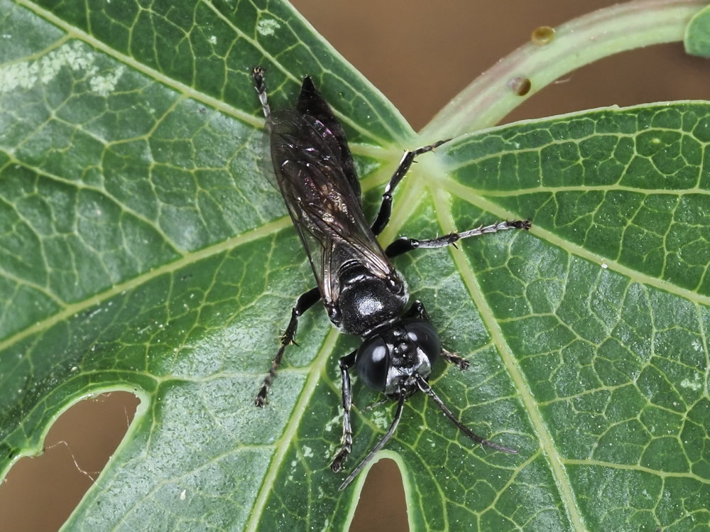 Crabronidae? S, femmina di Tachysphex sp.