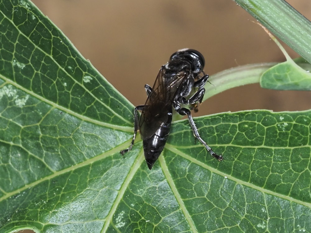 Crabronidae? S, femmina di Tachysphex sp.