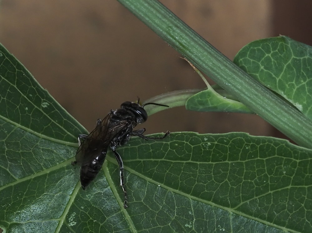 Crabronidae? S, femmina di Tachysphex sp.