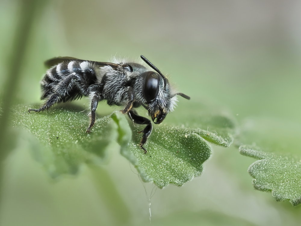 Apidae Megachilinae: Osmia caerulescens?  No, Osmia submicans