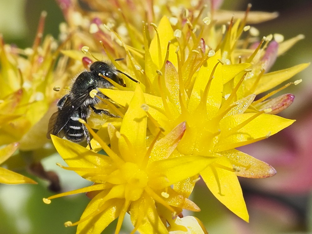 Apidae Megachilinae: Osmia caerulescens?  No, Osmia submicans