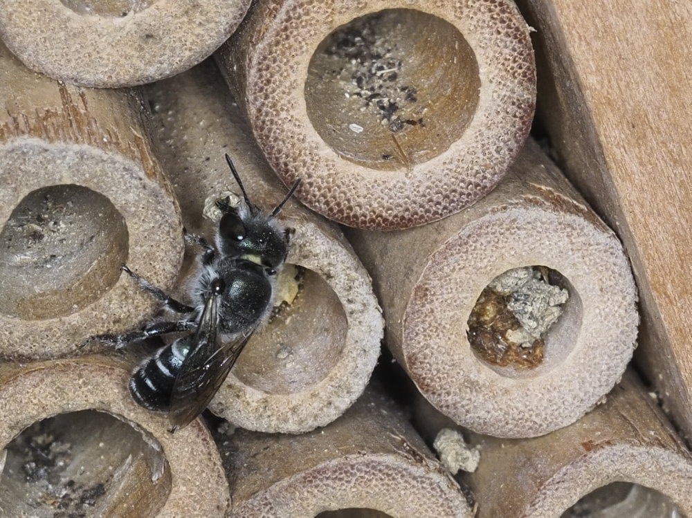 Apidae Megachilinae: Osmia caerulescens?  No, Osmia submicans