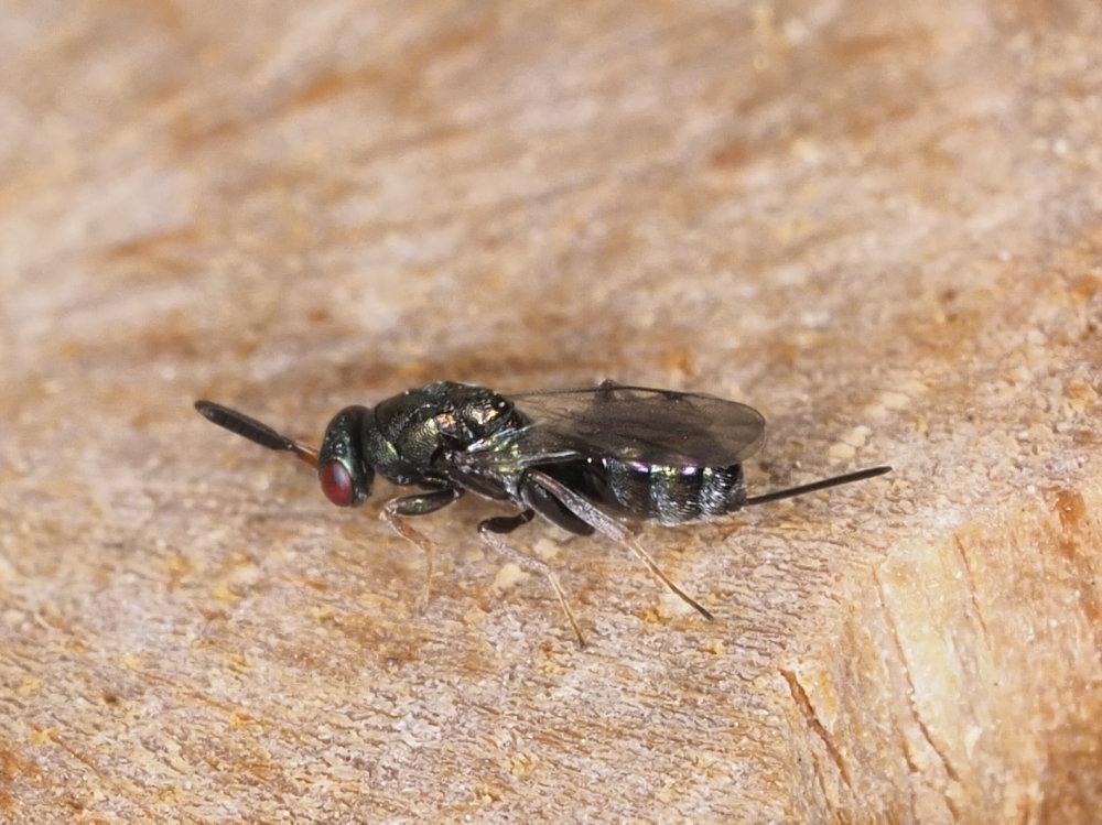 Da identificare: Torymidae sp.?