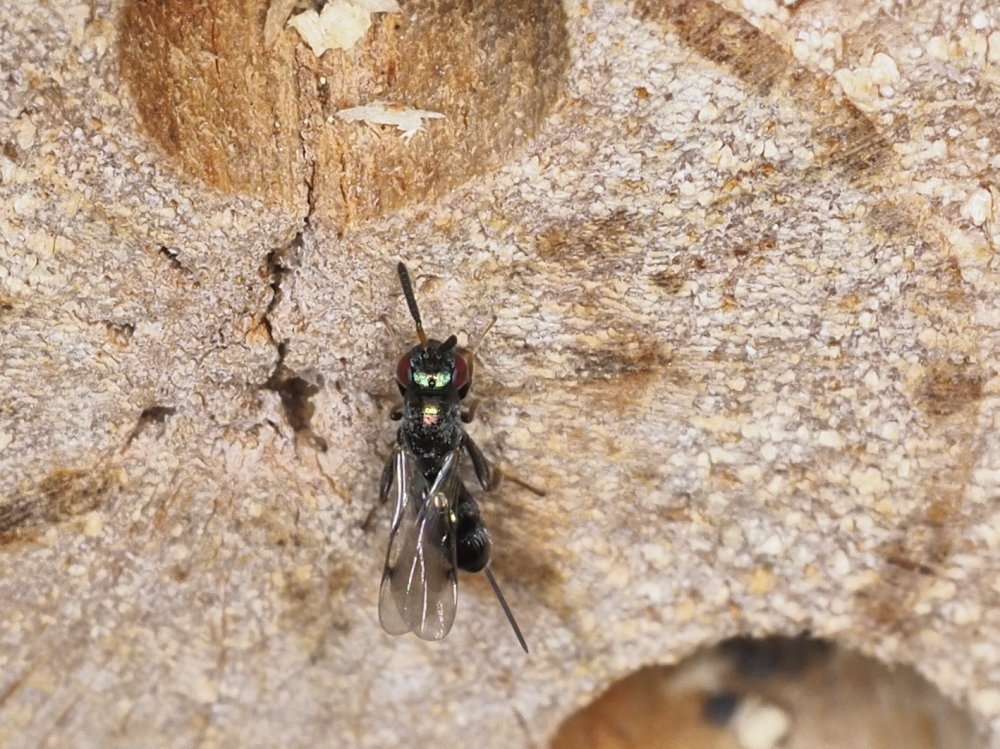 Da identificare: Torymidae sp.?