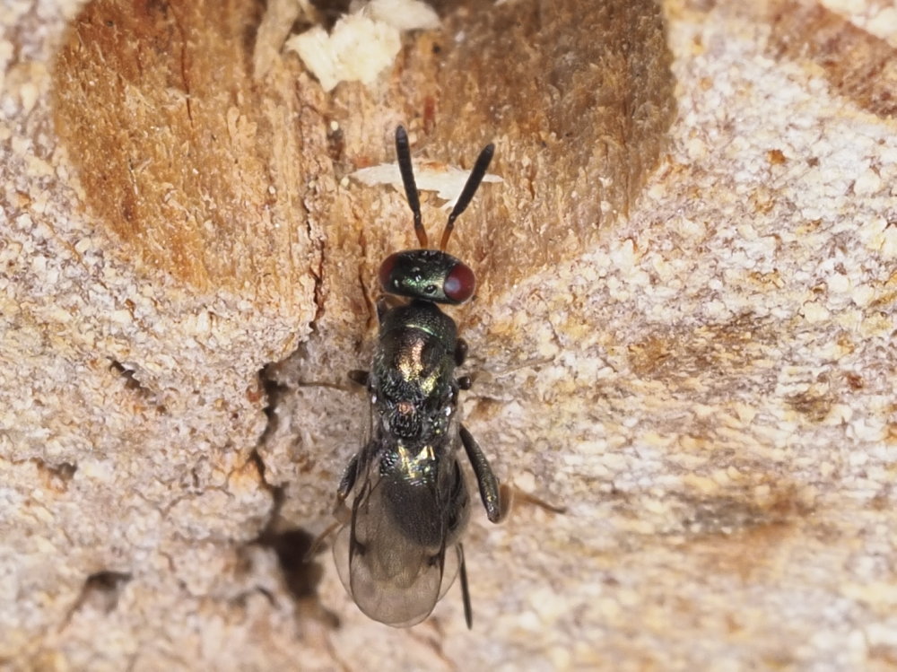 Da identificare: Torymidae sp.?