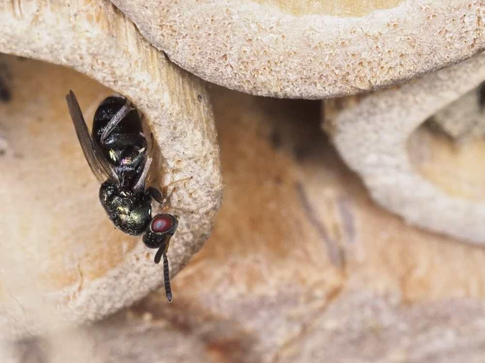 Da identificare: Torymidae sp.?