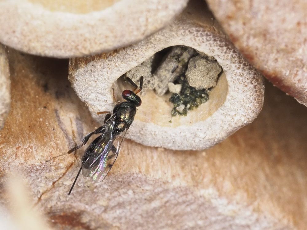 Da identificare: Torymidae sp.?