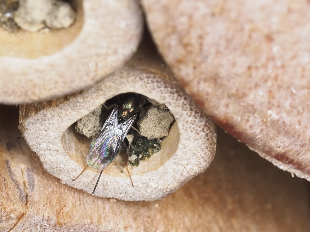 Da identificare: Torymidae sp.?