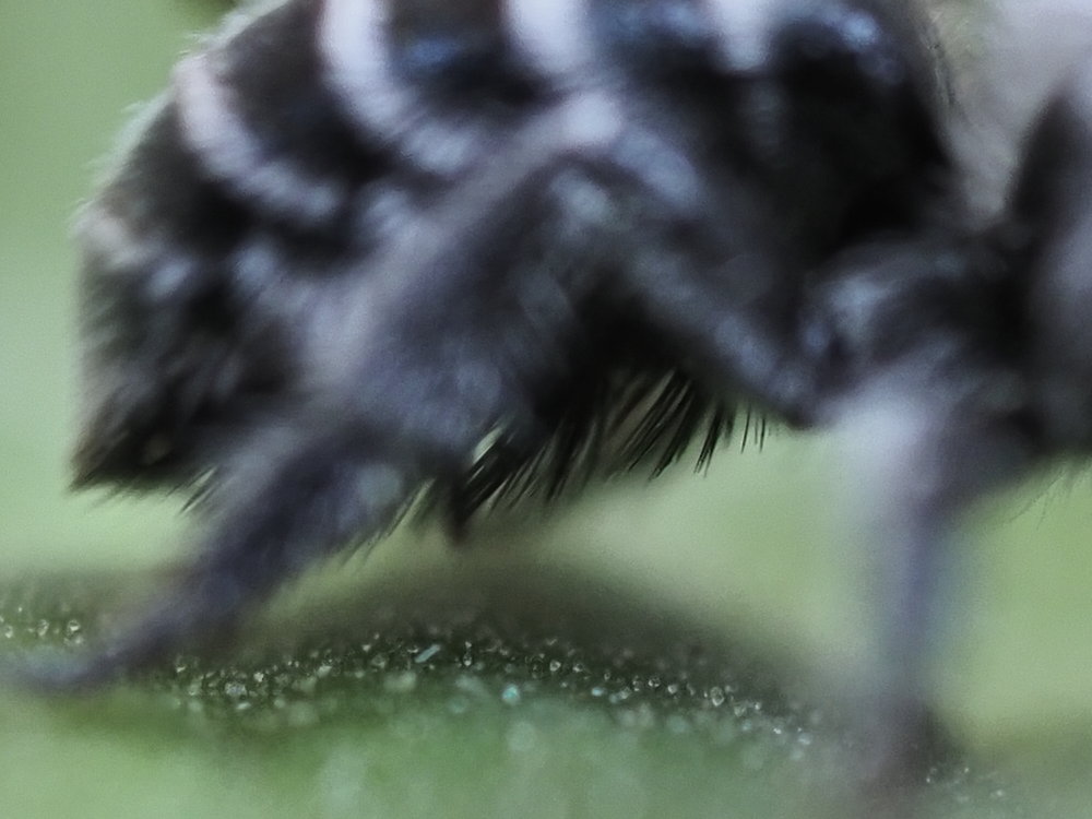 Apidae Megachilinae: Osmia caerulescens?  No, Osmia submicans