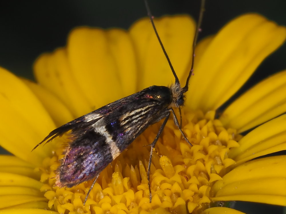 Adela croesella?