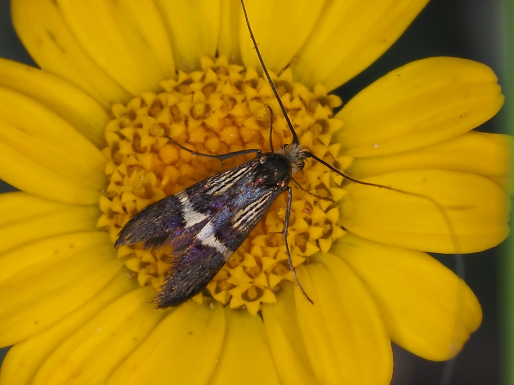 Adela croesella?