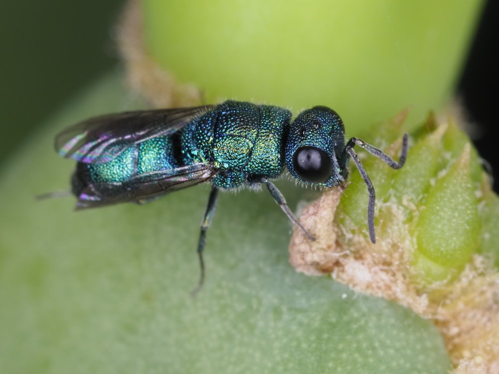 Chrysis ragusae?