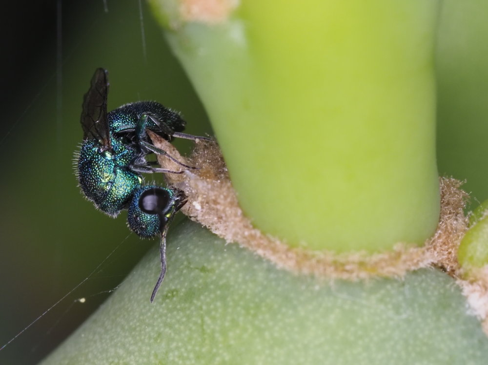 Chrysis ragusae?