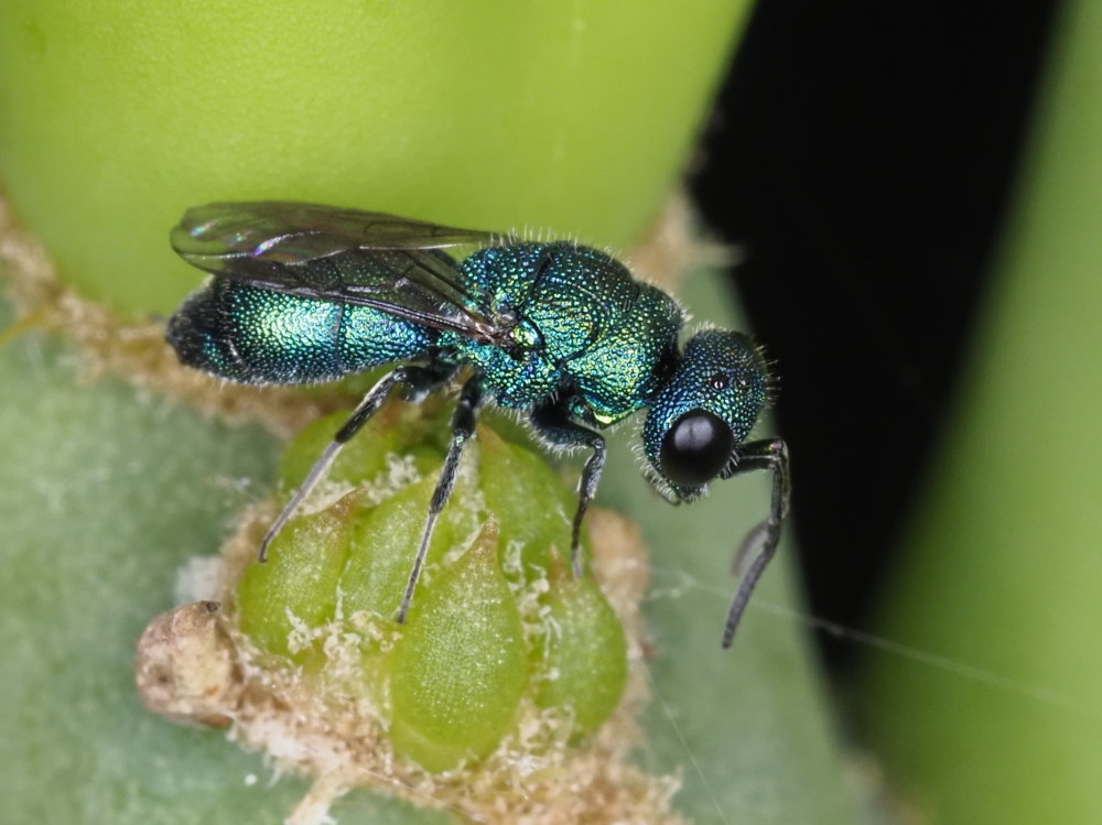 Chrysis ragusae?