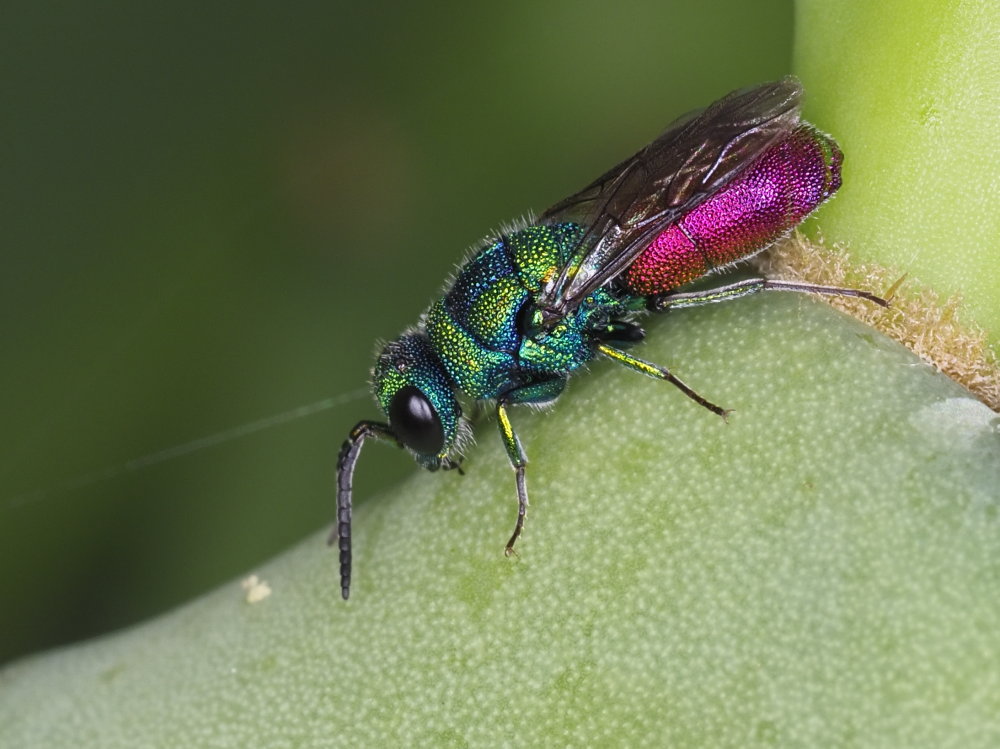 Chrysididae: maschio di Chrysis cerastes