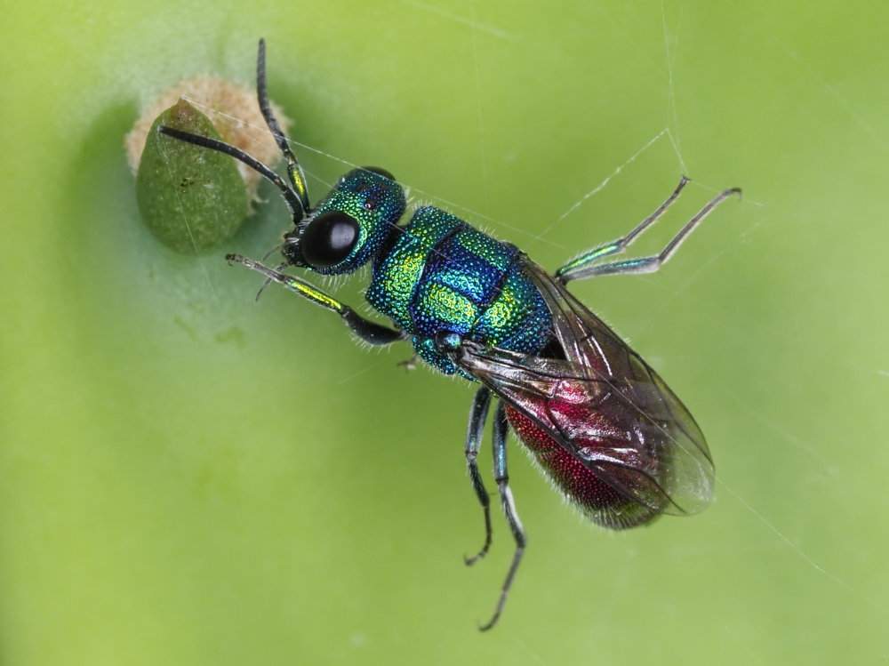 Chrysididae: maschio di Chrysis cerastes