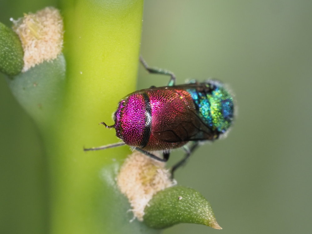 Chrysididae: maschio di Chrysis cerastes