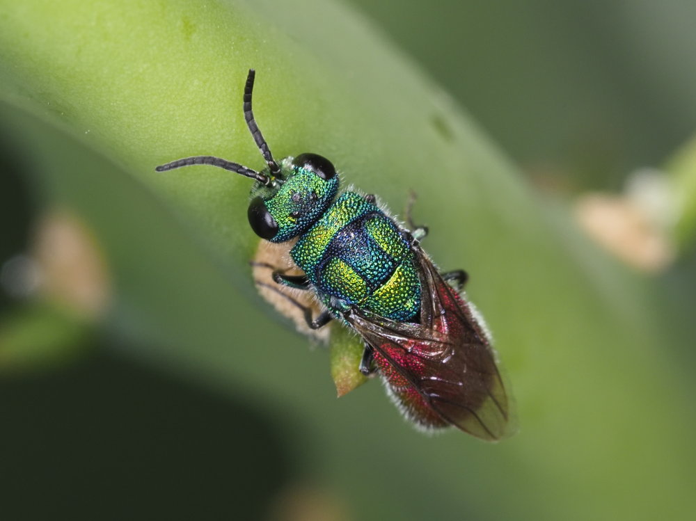 Chrysididae: maschio di Chrysis cerastes