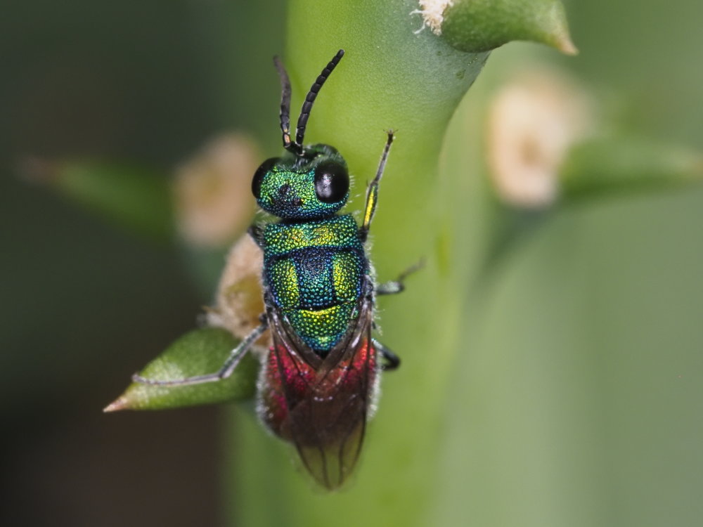 Chrysididae: maschio di Chrysis cerastes