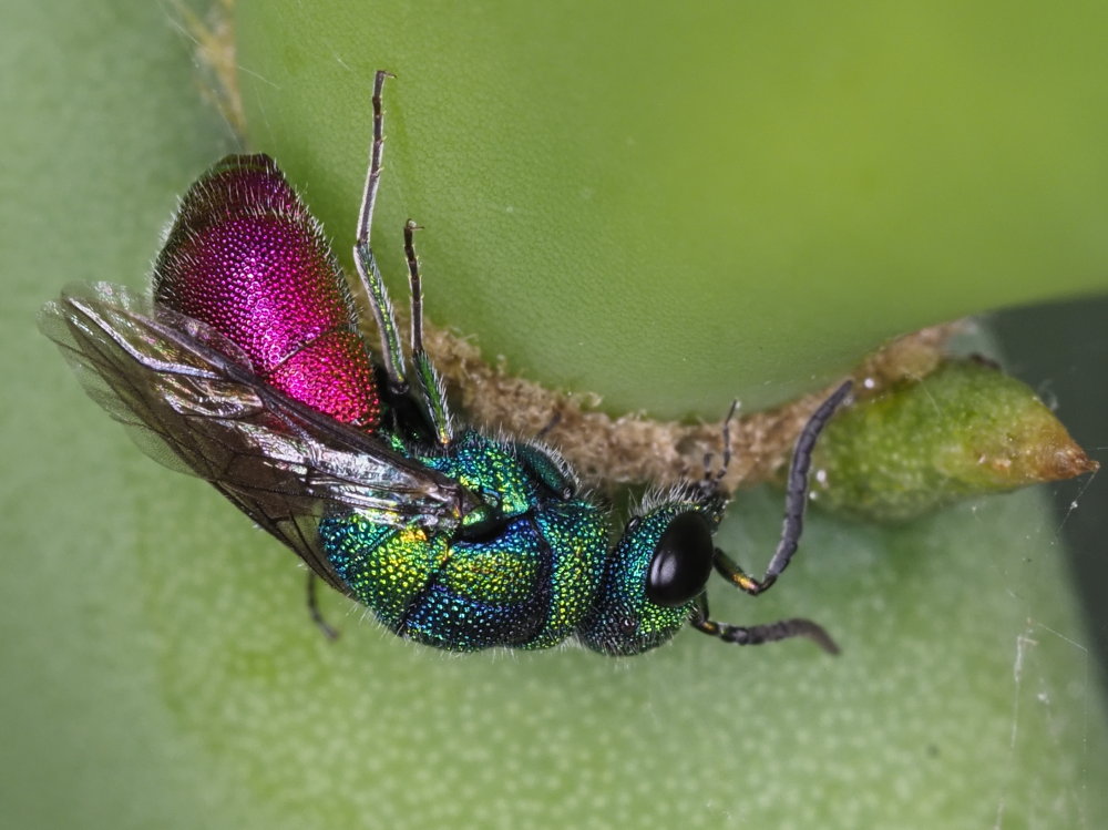 Chrysididae: maschio di Chrysis cerastes