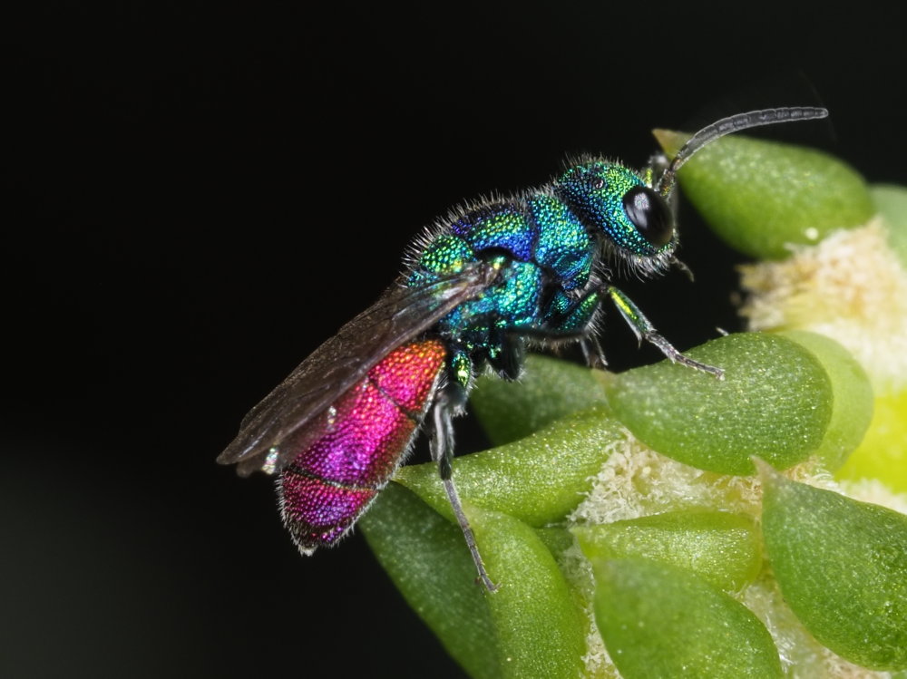 Chrysididae: maschio di Chrysis cerastes