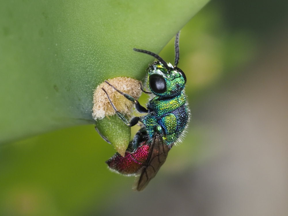 Chrysididae: maschio di Chrysis cerastes