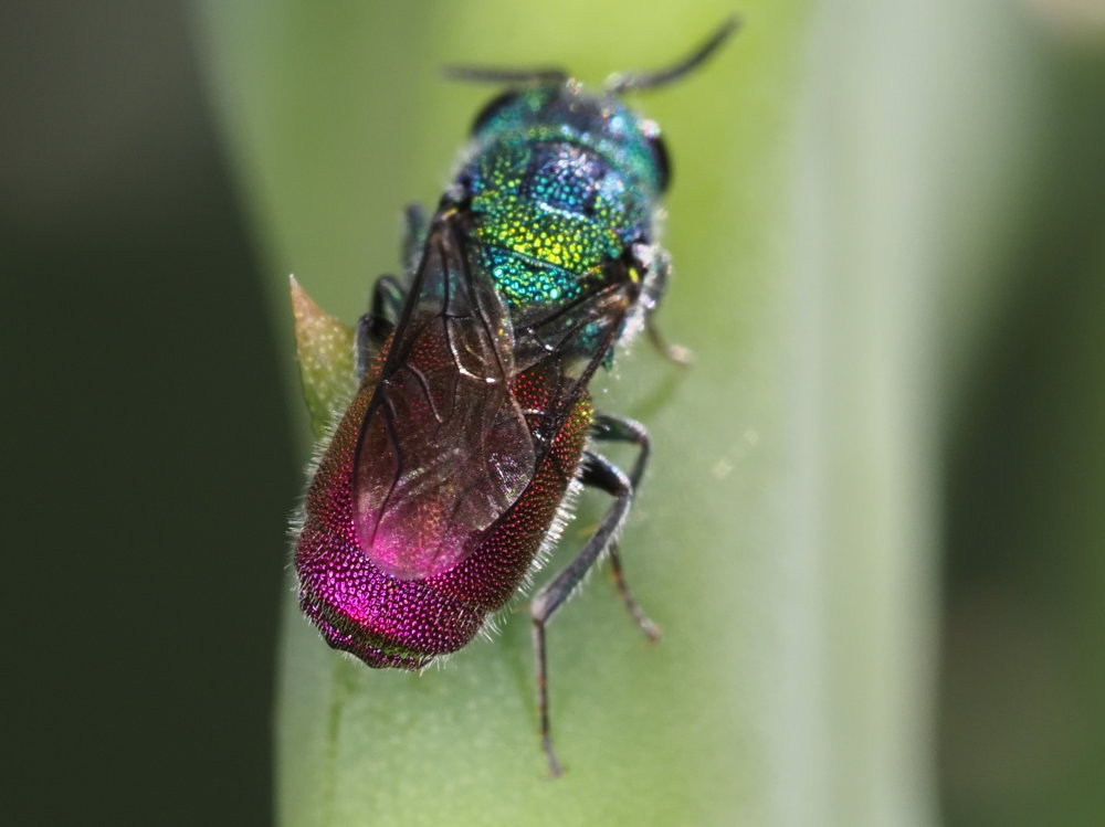 Chrysididae: maschio di Chrysis cerastes