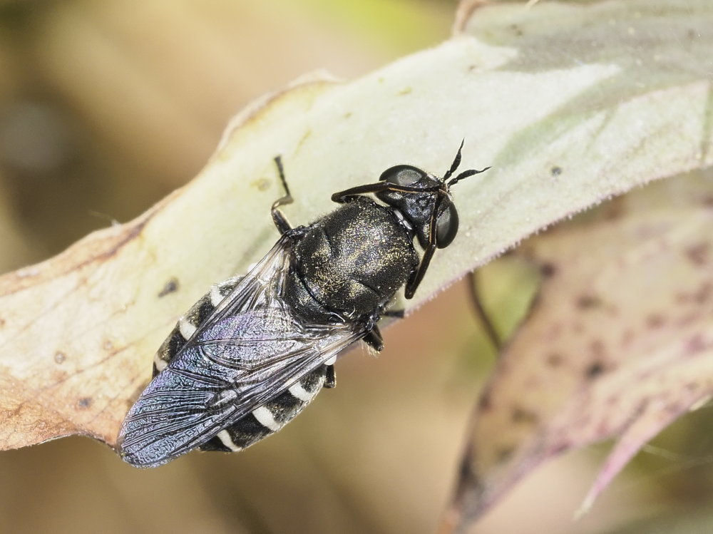 Odontomyia microleon?